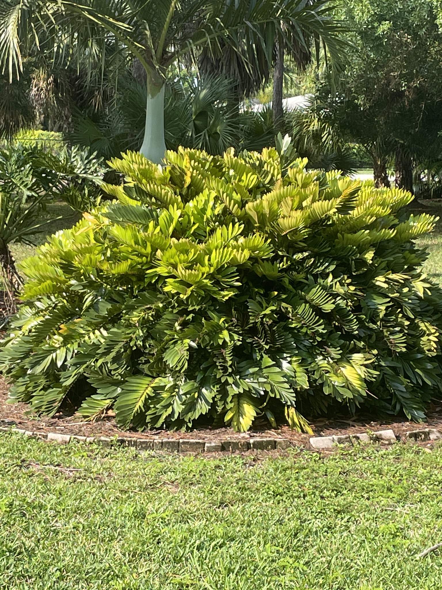 Zamia furfuracea
